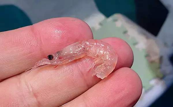 「見老津沖『春の風物詩』ジャンボイサギ釣り　正確なタナがキモ【黒龍丸】」の画像