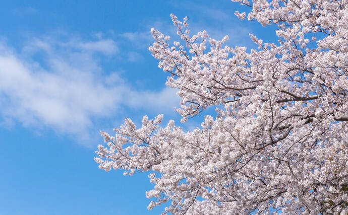 花見がダメならサカナを見よう 名前に 桜 がつく魚で春感アップ 年3月日 エキサイトニュース