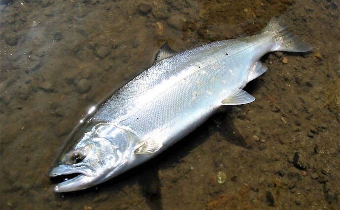 花見がダメならサカナを見よう 名前に 桜 がつく魚で春感アップ 年3月日 エキサイトニュース