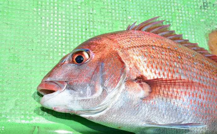 花見がダメならサカナを見よう 名前に 桜 がつく魚で春感アップ 年3月日 エキサイトニュース