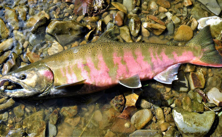 花見がダメならサカナを見よう 名前に 桜 がつく魚で春感アップ 年3月日 エキサイトニュース