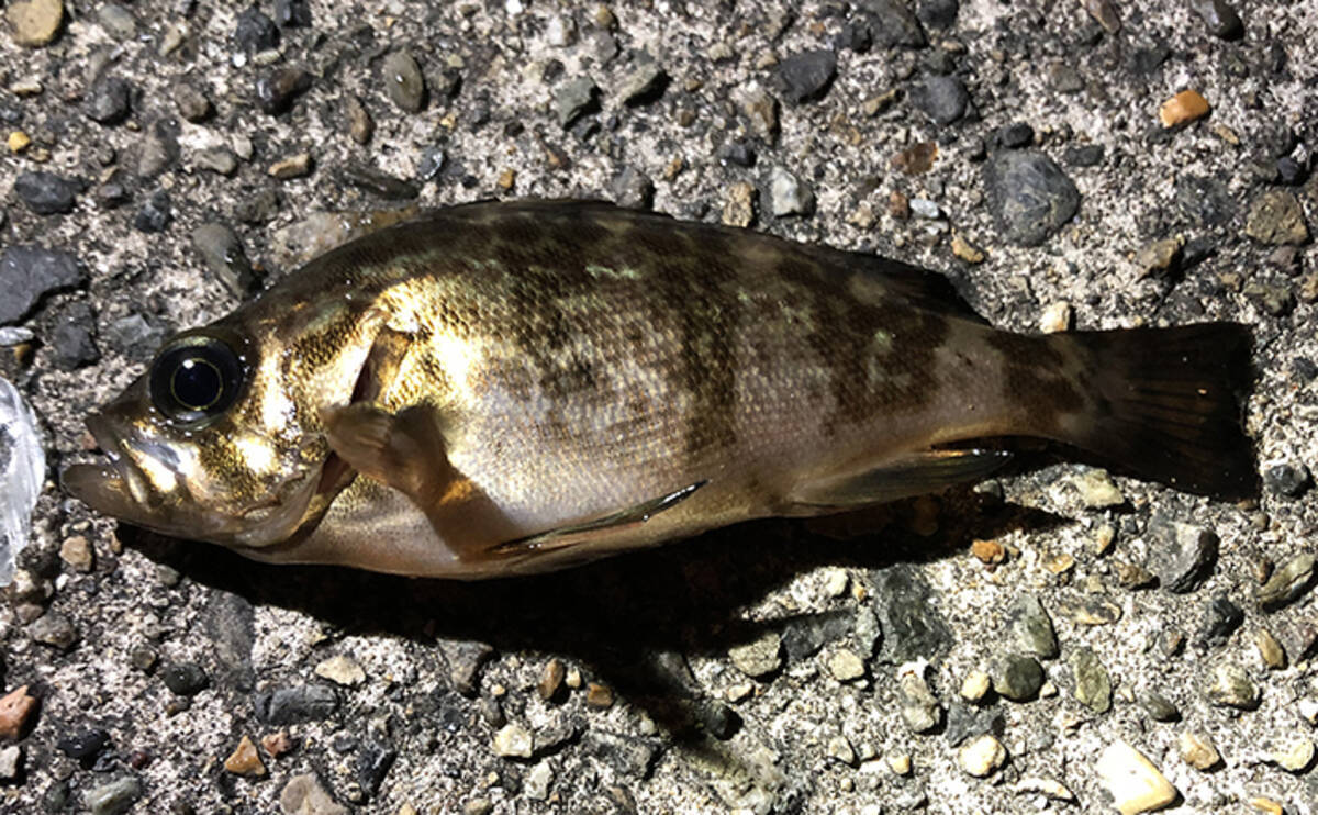 プロが教える 旬魚 の見分け方 メバル 春に美味はウスメバル 年3月31日 エキサイトニュース