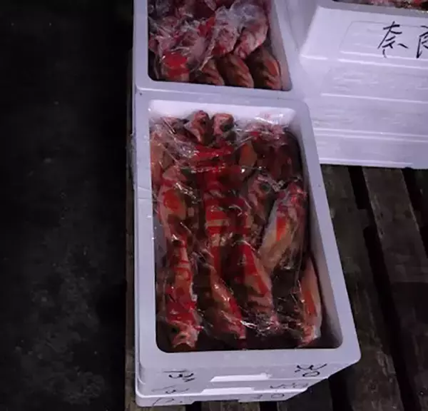 「プロが教える「旬魚」の見分け方：『メバル』　春に美味はウスメバル」の画像