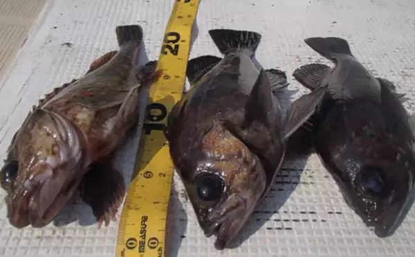 「プロが教える「旬魚」の見分け方：『メバル』　春に美味はウスメバル」の画像