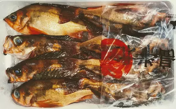 「プロが教える「旬魚」の見分け方：『メバル』　春に美味はウスメバル」の画像