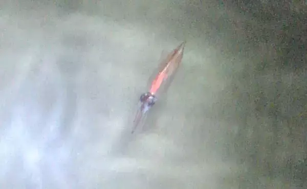 「大人気『富山湾ホタルイカ掬い』の楽しみ方と注意点　2020年は豊漁予想？」の画像