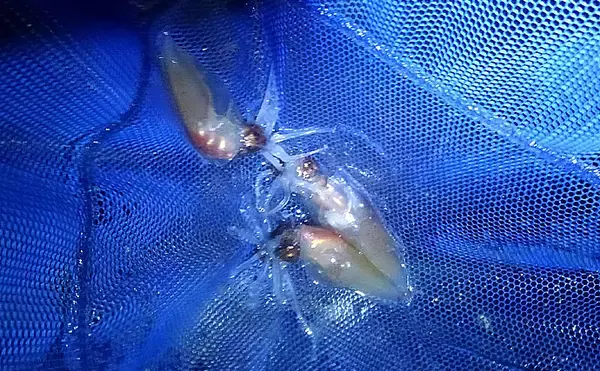 「大人気『富山湾ホタルイカ掬い』の楽しみ方と注意点　2020年は豊漁予想？」の画像