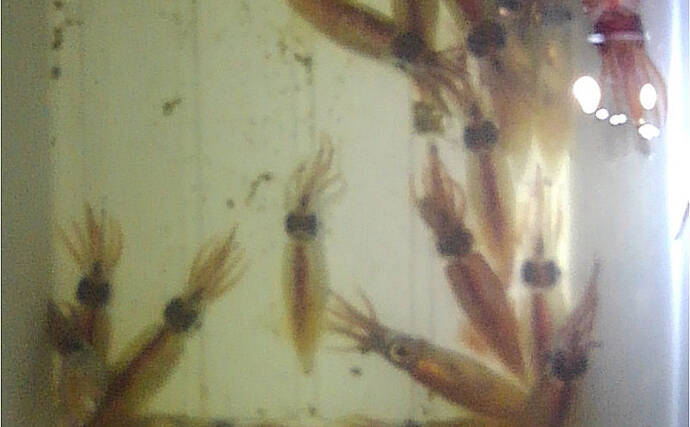 大人気『富山湾ホタルイカ掬い』の楽しみ方と注意点　2020年は豊漁予想？