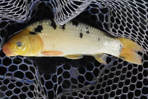 「室内釣り堀で40cm頭ニシキゴイ26尾　子供喜ぶ仕掛けも【つり大陸】」の画像