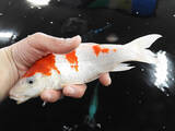 「室内釣り堀で40cm頭ニシキゴイ26尾　子供喜ぶ仕掛けも【つり大陸】」の画像7