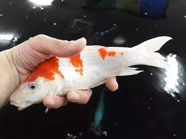 「室内釣り堀で40cm頭ニシキゴイ26尾　子供喜ぶ仕掛けも【つり大陸】」の画像