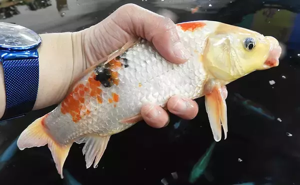 室内釣り堀で40cm頭ニシキゴイ26尾　子供喜ぶ仕掛けも【つり大陸】