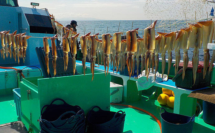 イカ釣りの大敵はサバ ヤリイカ釣りで本命 スルメ40尾 瀬戸丸 年3月25日 エキサイトニュース