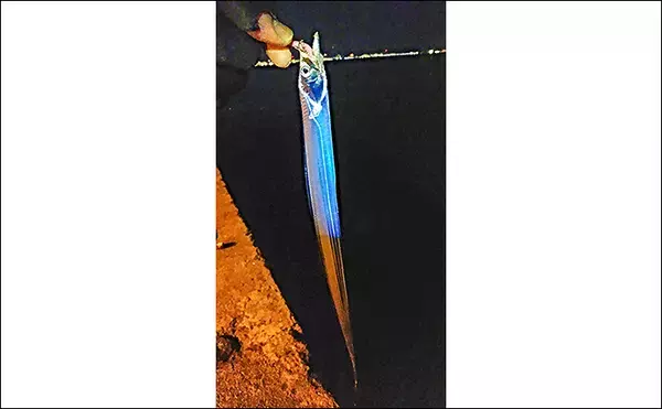 「メバリングのつもりが一転『新子タチウオゲーム』に【福岡・箱崎埠頭】」の画像