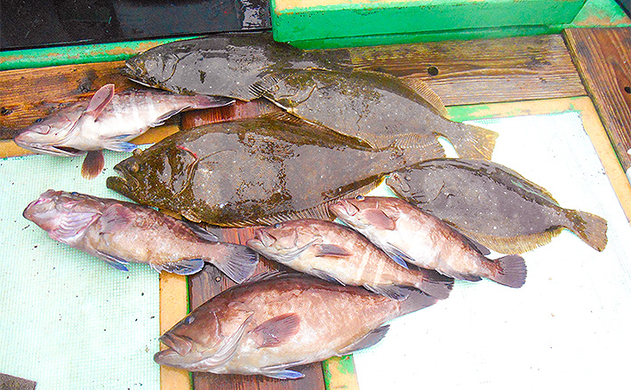 幻の高級魚 マハタの出荷が最盛期 気軽に食べられる養殖モノも美味 年11月28日 エキサイトニュース