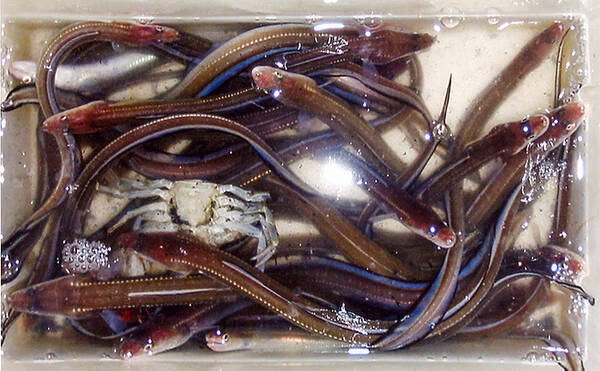 夜の陸っぱり釣りでアナゴ30匹 足元を5本ザオで狙う 霞ケ浦ふ頭 年3月29日 エキサイトニュース