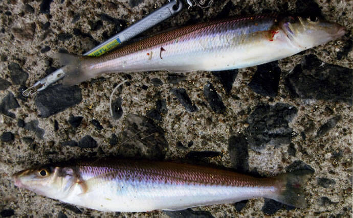 置きザオでのんびり 投げ釣り を満喫 日明 海峡釣り公園 年3月30日 エキサイトニュース