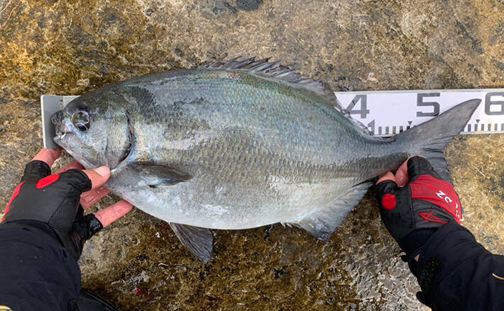 磯フカセ釣りで怪力魚と力比べ 58cmイスズミ強引 和歌山 市江 2020年4月5日 エキサイトニュース