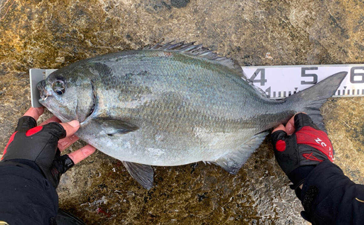 磯フカセ釣りで怪力魚と力比べ 58cmイスズミ強引 和歌山 市江 年4月5日 エキサイトニュース