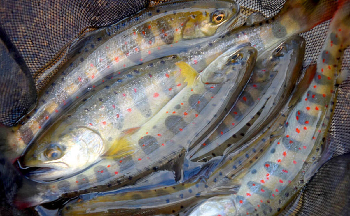 解禁当日の 渓流エサ釣り で美アマゴ40匹超キャッチ 岡山 奥津川 年4月2日 エキサイトニュース