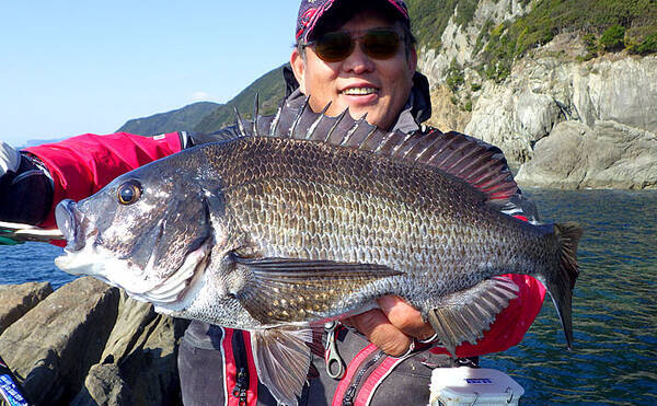 乗っ込みシーズン本番到来 磯フカセ釣りで49 2cm頭チヌ連発 徳島 年4月2日 エキサイトニュース