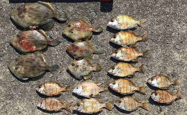 磯からの投げカワハギ釣りで32cm良型をキャッチ 和歌山 串本大島 年4月1日 エキサイトニュース 磯からの投げカワハギ釣りで32cm良型をキャッチ 和歌山 串本大島 年4月1日 エキサイトニュース