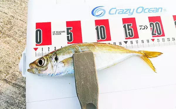 朝マヅメ陸っぱりライトゲームで良型メバル＆アジ【福岡・新宮漁港】