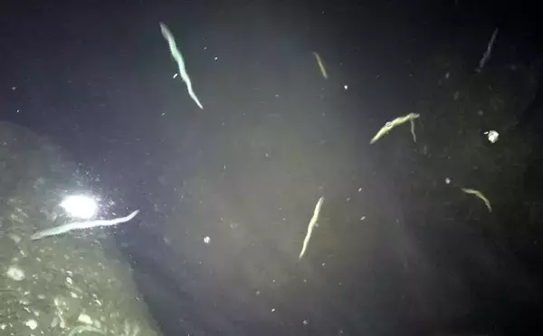 「『バチ抜け』発生で68cmシーバス2尾　リトリーブ速度がキモ【多摩川】」の画像