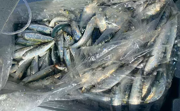 波止のサビキ釣りで良型マイワシ入れ食いで600匹【愛知・豊浜漁港】