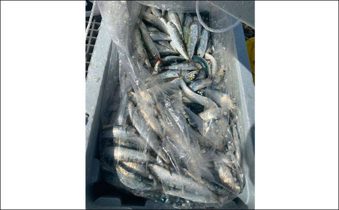 波止のサビキ釣りで良型マイワシ入れ食いで600匹【愛知・豊浜漁港】