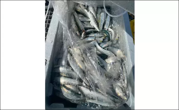 「波止のサビキ釣りで良型マイワシ入れ食いで600匹【愛知・豊浜漁港】」の画像