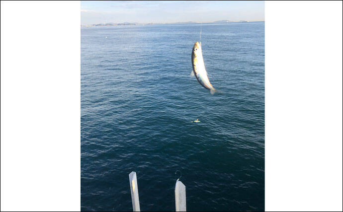 波止のサビキ釣りで良型マイワシ入れ食いで600匹【愛知・豊浜漁港】