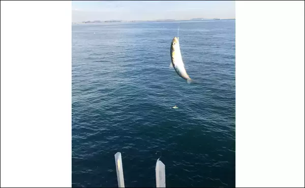 「波止のサビキ釣りで良型マイワシ入れ食いで600匹【愛知・豊浜漁港】」の画像