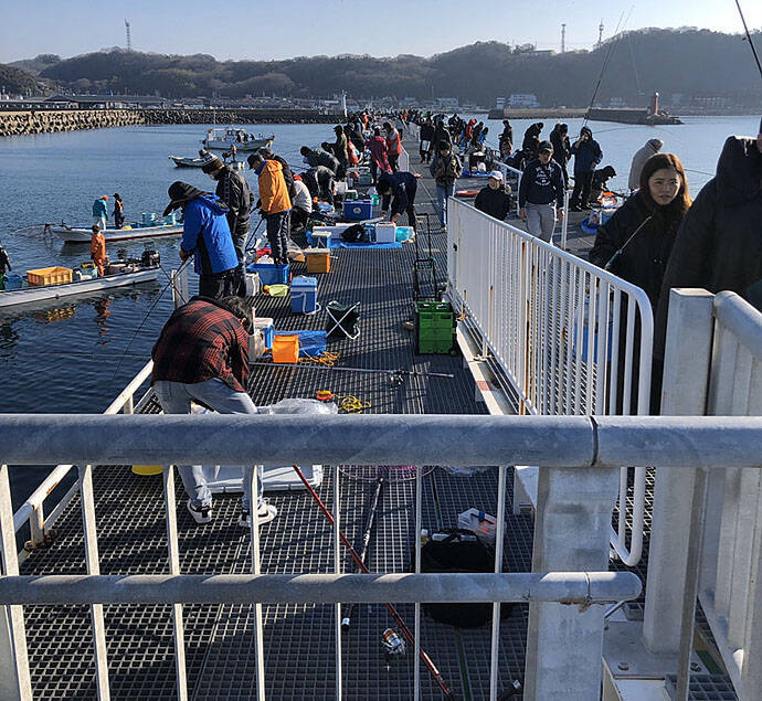 波止のサビキ釣りで良型マイワシ入れ食いで600匹【愛知・豊浜漁港】