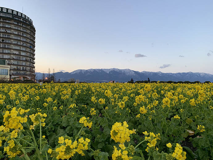 琵琶湖の釣り場「今昔物語」：湖南・東岸編　風車やハス群生地は消滅