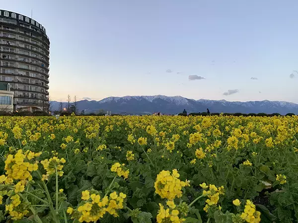 「琵琶湖の釣り場「今昔物語」：湖南・東岸編　風車やハス群生地は消滅」の画像