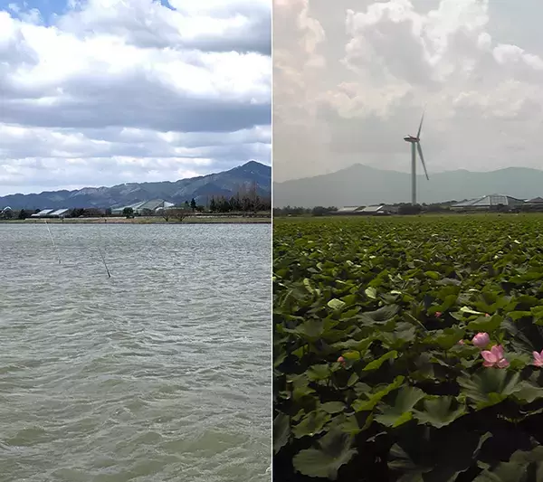 「琵琶湖の釣り場「今昔物語」：湖南・東岸編　風車やハス群生地は消滅」の画像