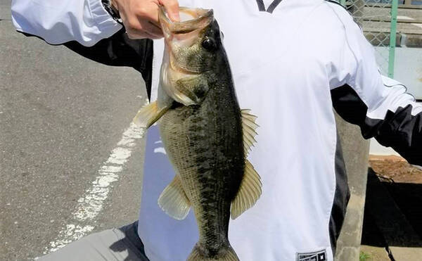 琵琶湖の釣り場 今昔物語 湖南 東岸編 風車やハス群生地は消滅 年4月12日 エキサイトニュース