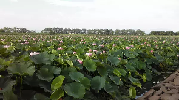 「琵琶湖の釣り場「今昔物語」：湖南・東岸編　風車やハス群生地は消滅」の画像