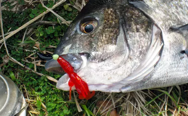 「人生初チニング1投目で奇跡的ヒット　47.3cmクロダイ手中【奥浜名湖】」の画像