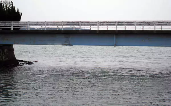 「人生初チニング1投目で奇跡的ヒット　47.3cmクロダイ手中【奥浜名湖】」の画像