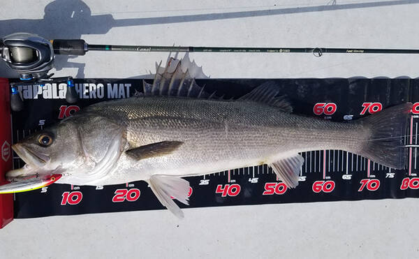 春のボートシーバスゲームで80cm超ランカー頭に匹以上 名古屋港 年4月10日 エキサイトニュース