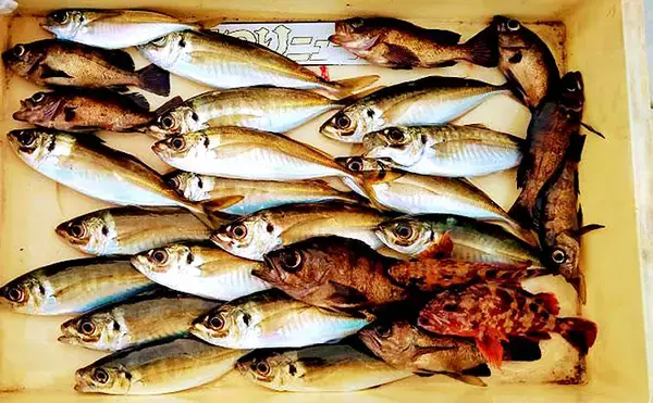 「マイボート釣行でメバル＆アジ　着色サビキは効果あり？【岸和田沖】」の画像