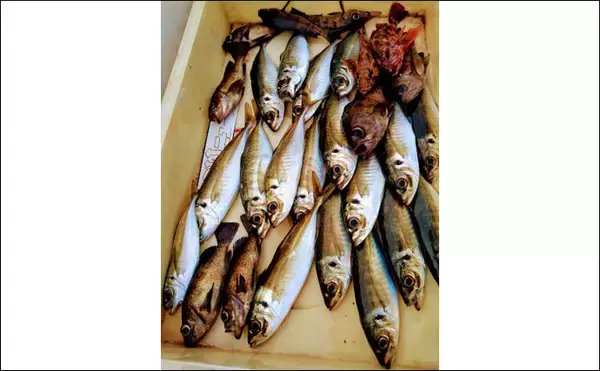 「マイボート釣行でメバル＆アジ　着色サビキは効果あり？【岸和田沖】」の画像