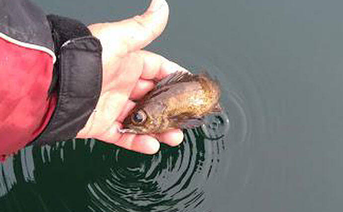 マイボート釣行でメバル＆アジ　着色サビキは効果あり？【岸和田沖】