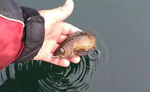 「マイボート釣行でメバル＆アジ　着色サビキは効果あり？【岸和田沖】」の画像