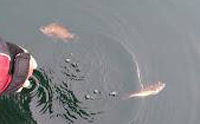 マイボート釣行でメバル＆アジ　着色サビキは効果あり？【岸和田沖】