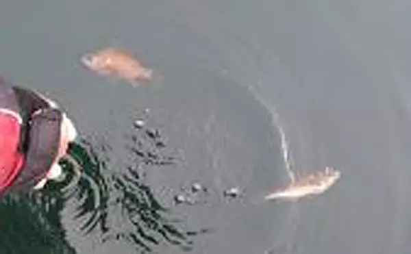 「マイボート釣行でメバル＆アジ　着色サビキは効果あり？【岸和田沖】」の画像