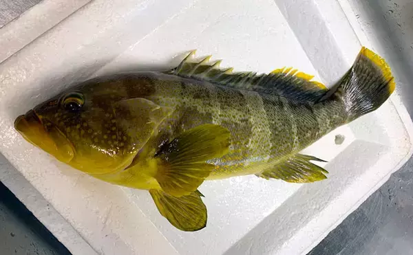 「春の陸っぱり夜釣り堪能　ウキ釣りで86cmスズキに前打ちでアオハタ」の画像