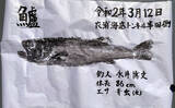 「春の陸っぱり夜釣り堪能　ウキ釣りで86cmスズキに前打ちでアオハタ」の画像9